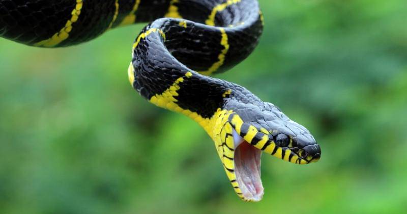 freepik/kuritafsheen77